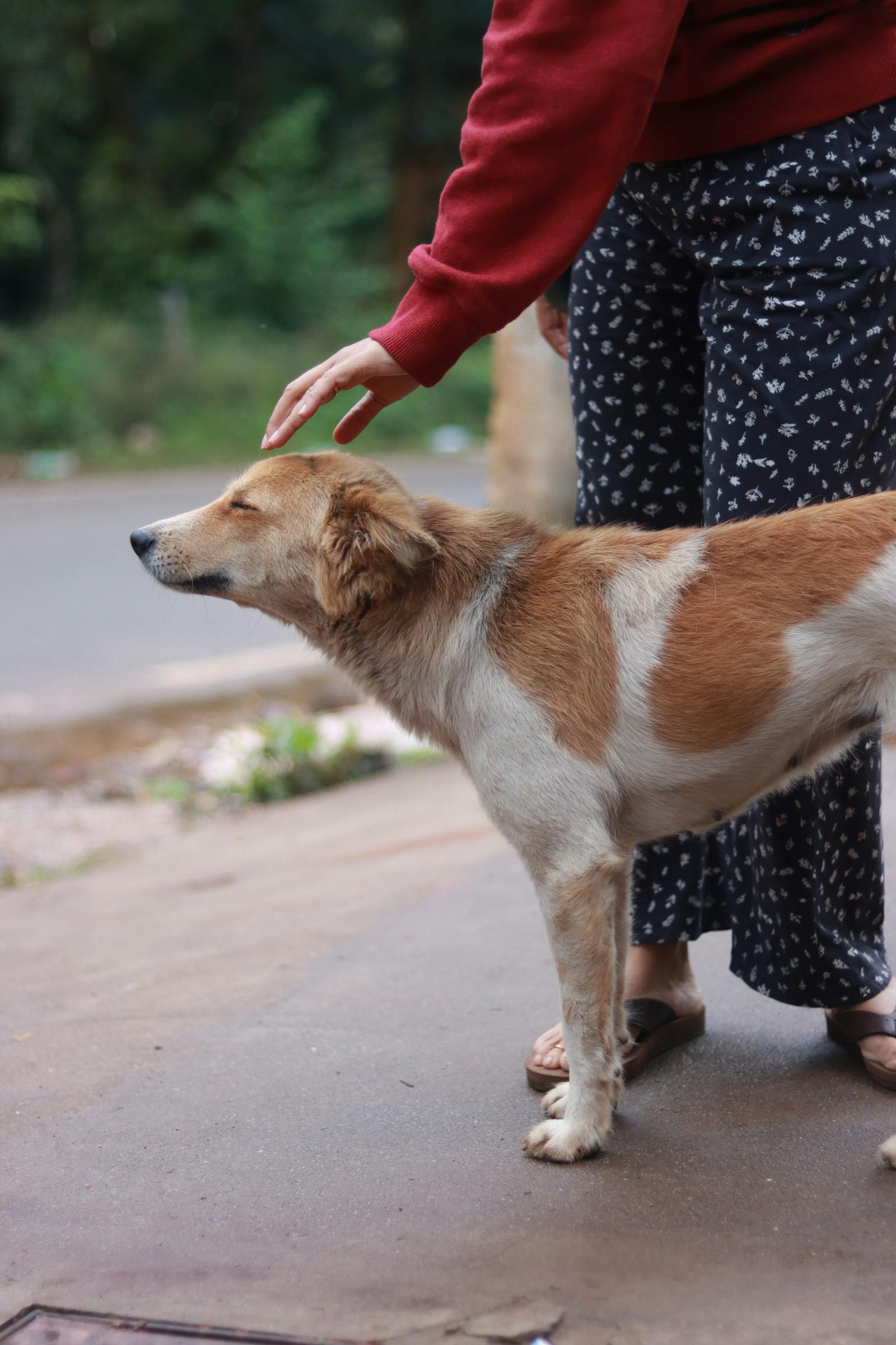 A hand reaching down to comfort an Indian street dog